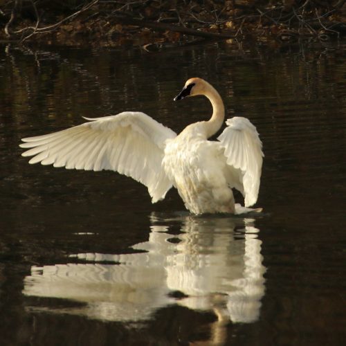 Swan