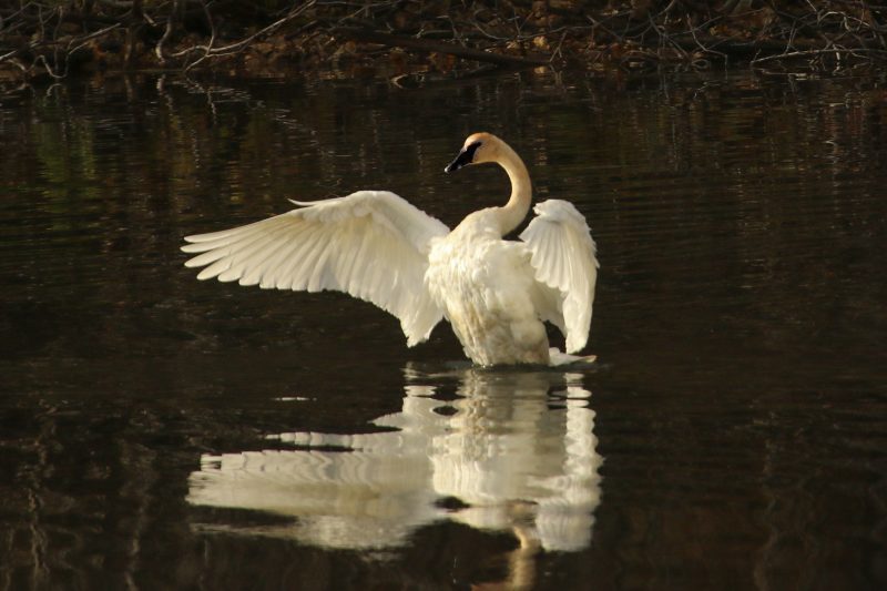 Swan